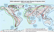 1 AVIAN FLUmigration-map2