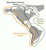 flyways of the Americas